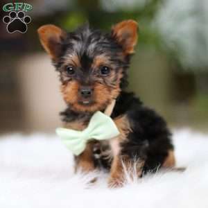 Trevor, Yorkie Puppy